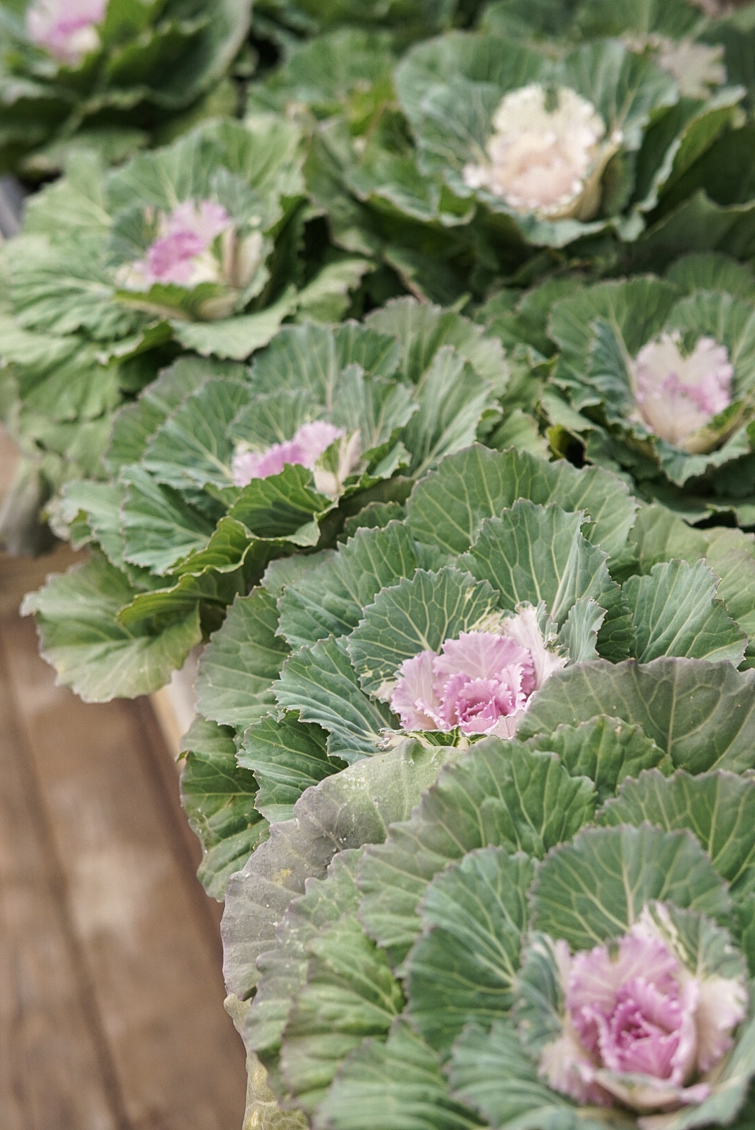 Cabbage, Songbird Pink #4.5