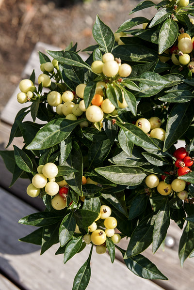 Ornamental Pepper, Hot Pops Yellow #4.5