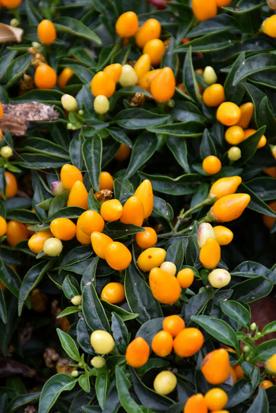 Ornamental Pepper, Sedona Sun #8