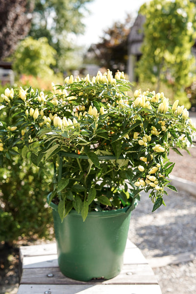 Ornamental Pepper, Sedona Sun #8