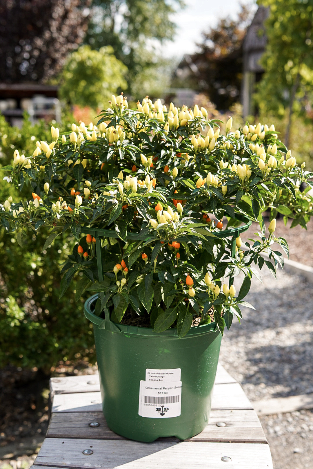 Ornamental Pepper, Sedona Sun #8