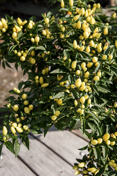 Ornamental Pepper, Sedona Sun #8