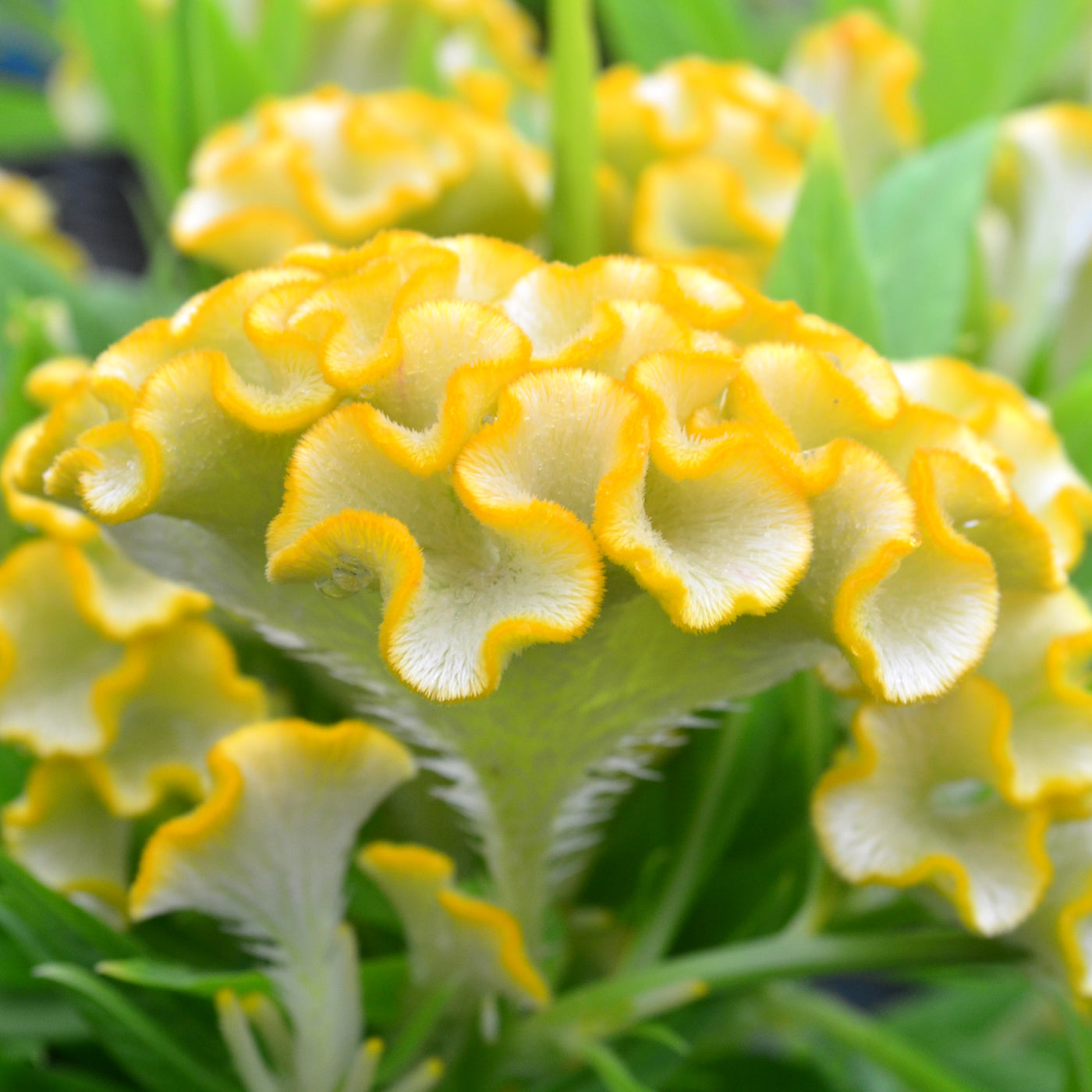 Celosia, Twisted Yellow #9