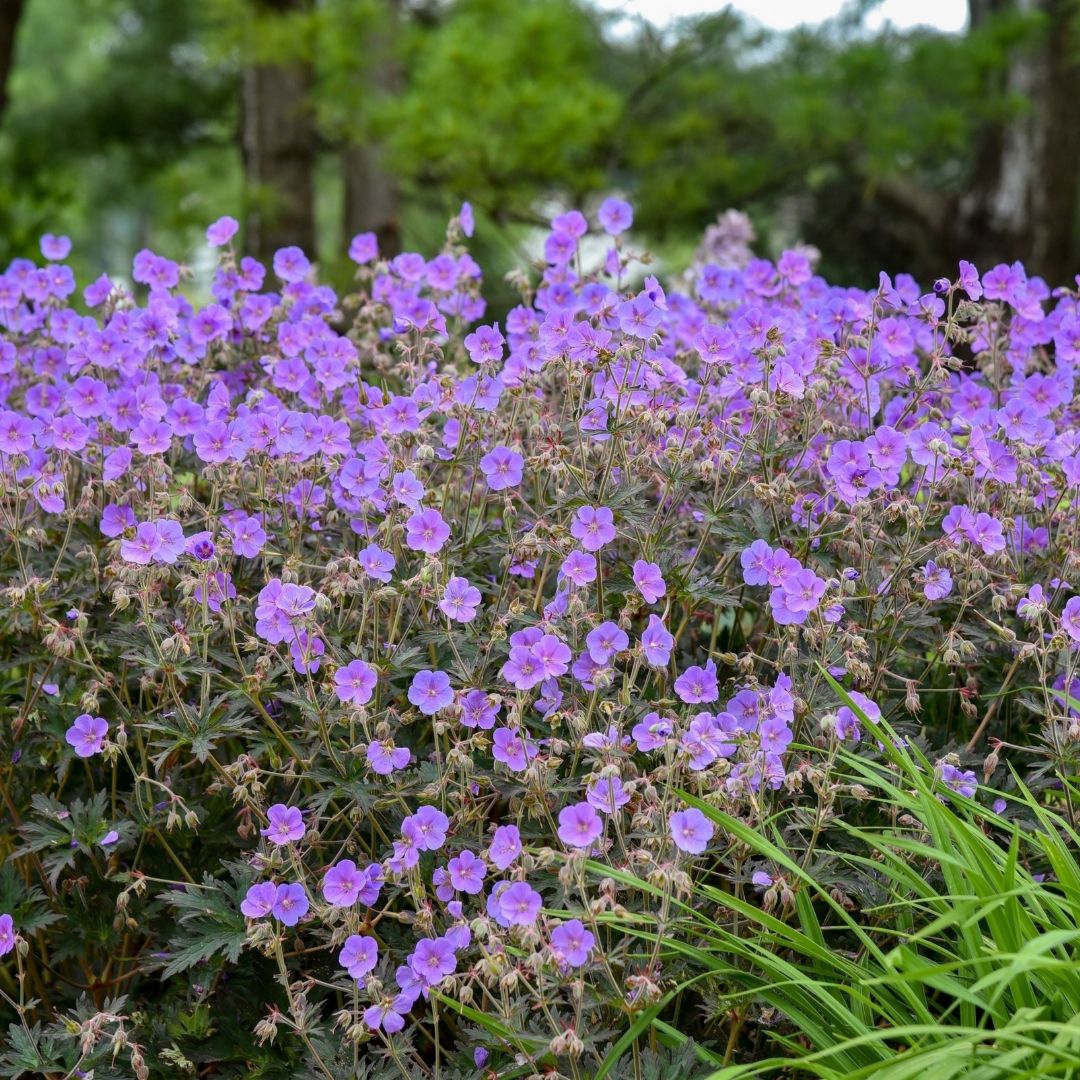 Geranium 'Boom Chocolatta' (PW)