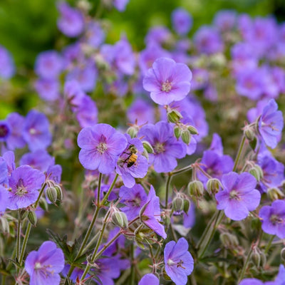 Geranium 'Boom Chocolatta' (PW)