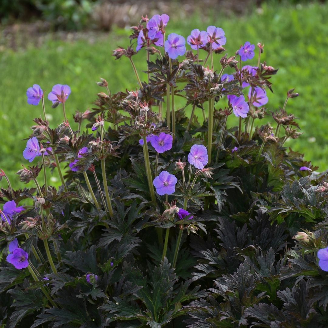 Geranium 'Boom Chocolatta' (PW)