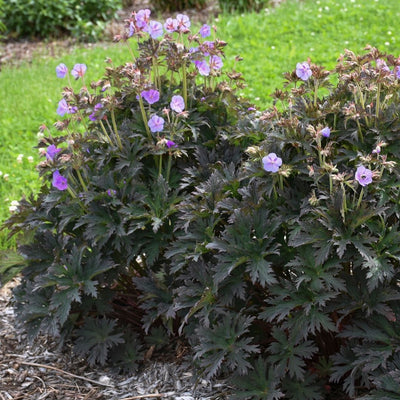 Geranium 'Boom Chocolatta' (PW)