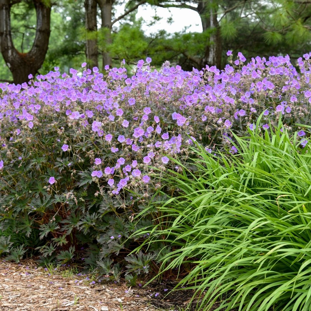 Geranium 'Boom Chocolatta' (PW)