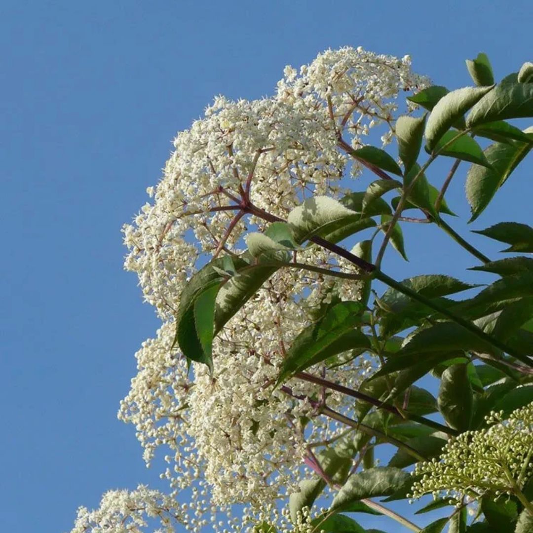 Sambucus canandensis (Common Elderberry) *TB*