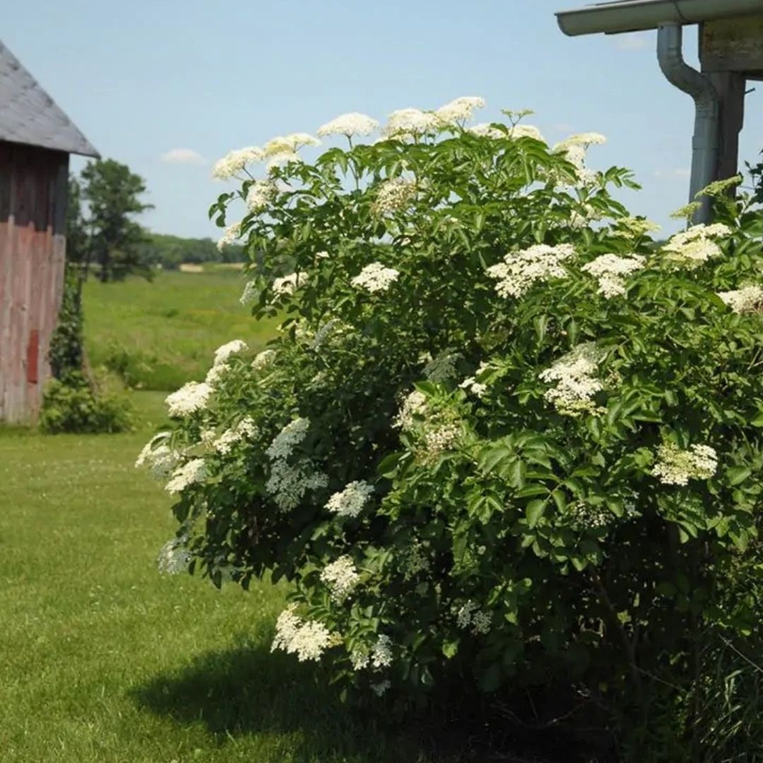 Sambucus canandensis (Common Elderberry) *TB*