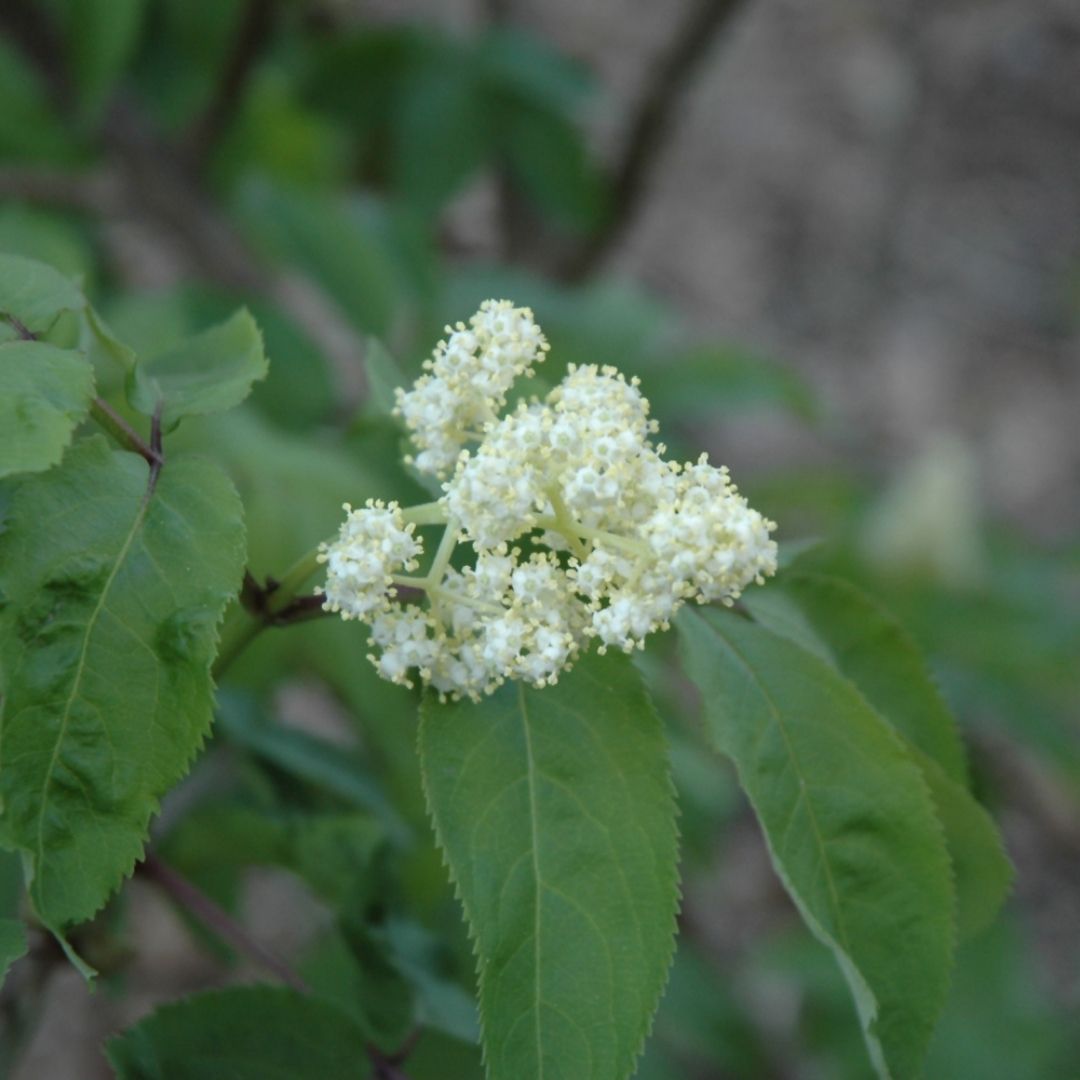 Sambucus canandensis (Common Elderberry) *TB*