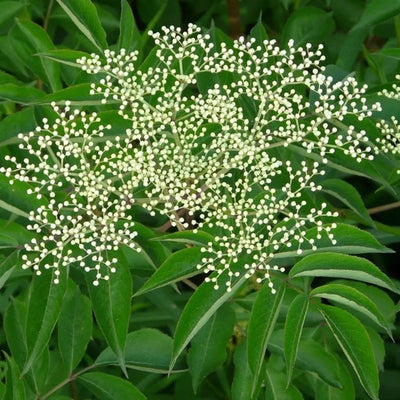 Sambucus canandensis (Common Elderberry) *TB*