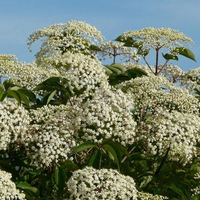 Sambucus canandensis (Common Elderberry) *TB*