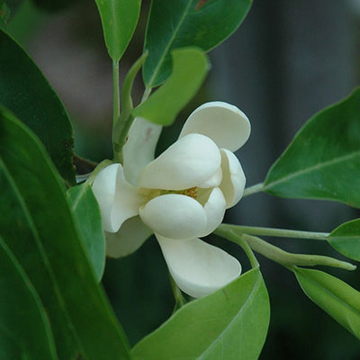 Magnolia virginiana (Sweetbay Magnolia) *TB*