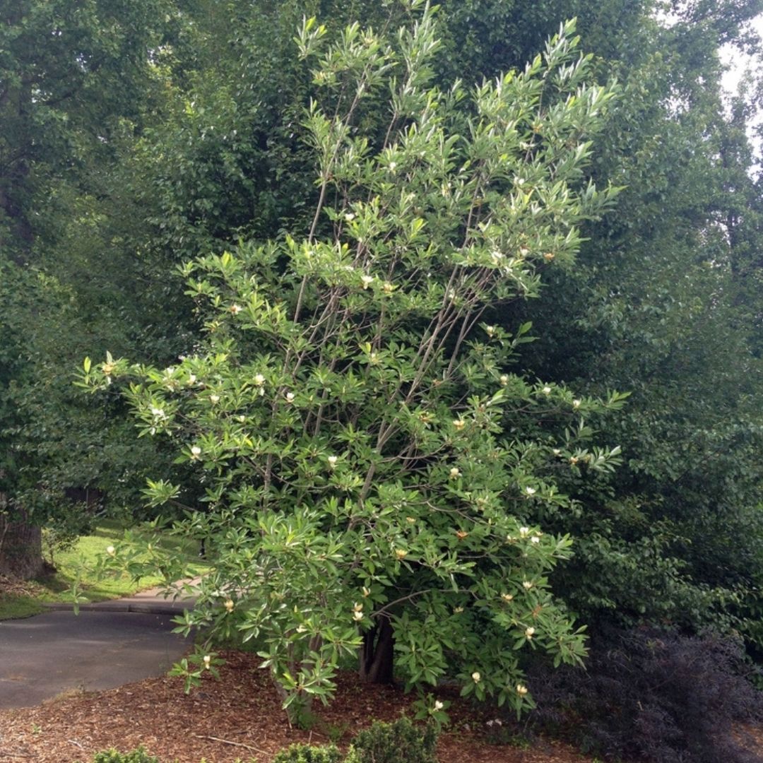 Magnolia virginiana (Sweetbay Magnolia) *TB*