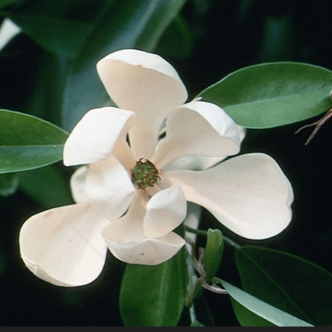 Magnolia virginiana (Sweetbay Magnolia) *TB*