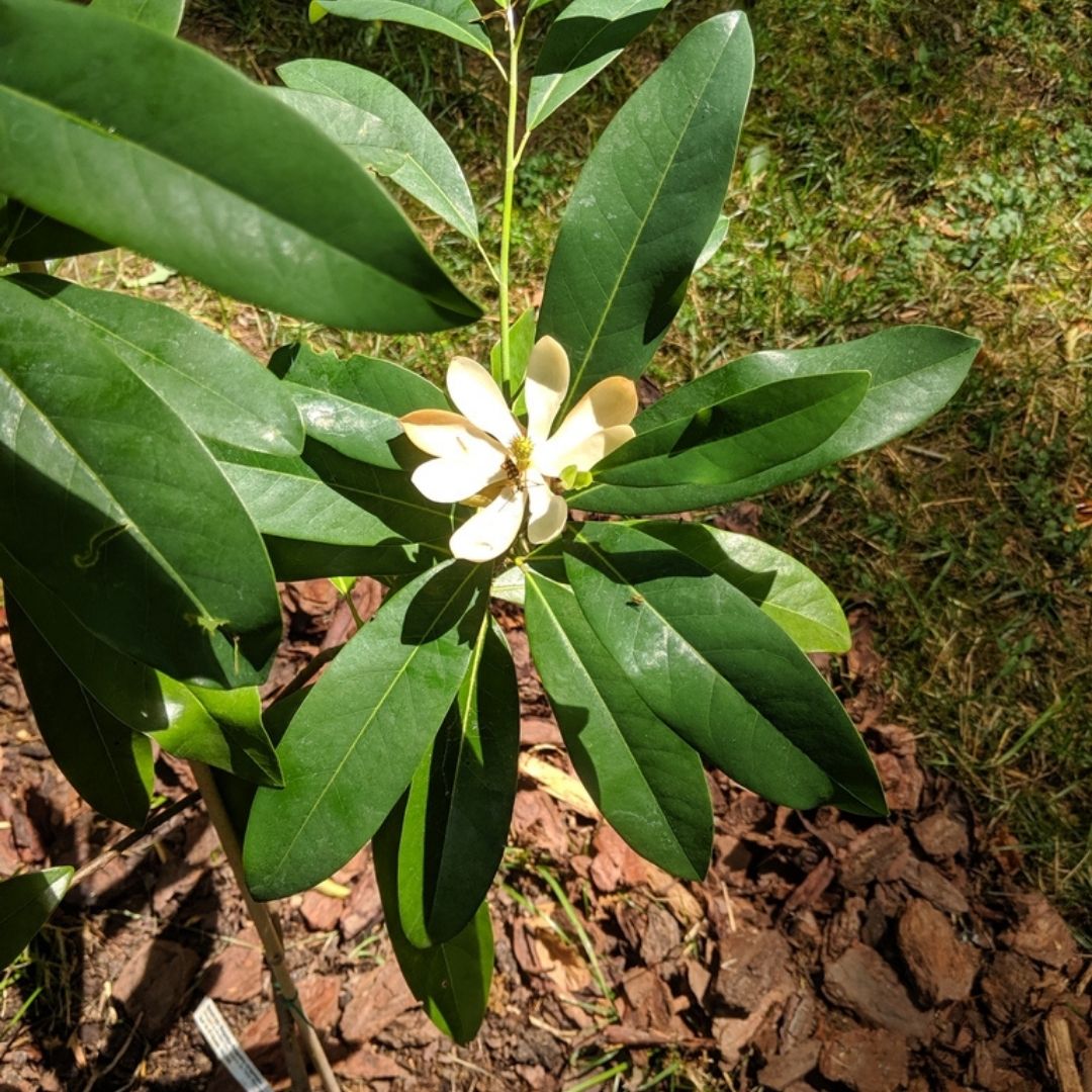 Magnolia virginiana (Sweetbay Magnolia) *TB*