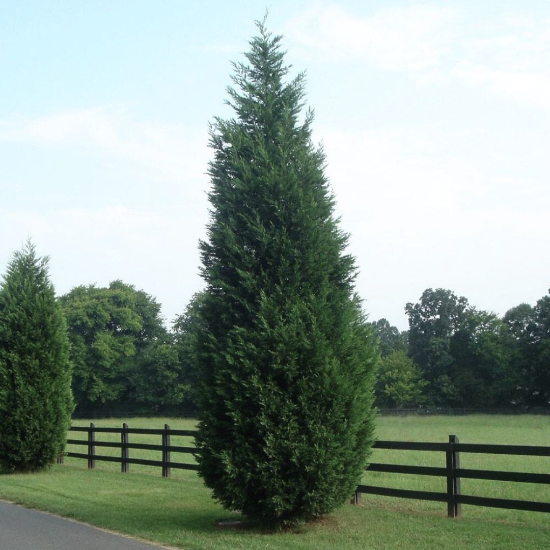 Cupressocyparis leylandii (Leyland Cypress)