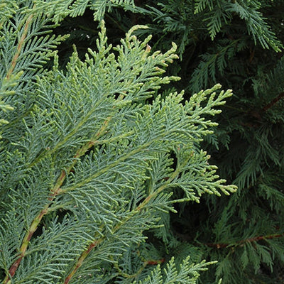 Cupressocyparis leylandii (Leyland Cypress)