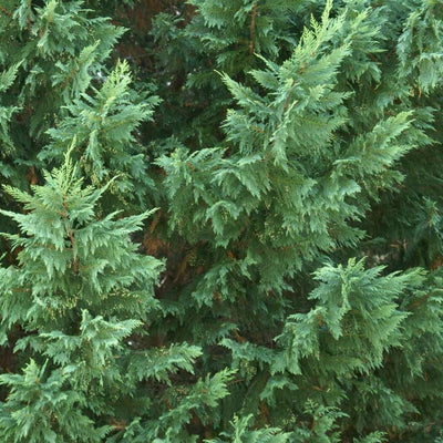 Cupressocyparis leylandii (Leyland Cypress)