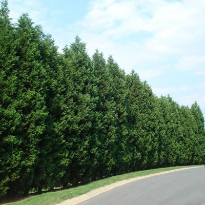 Cupressocyparis leylandii (Leyland Cypress)