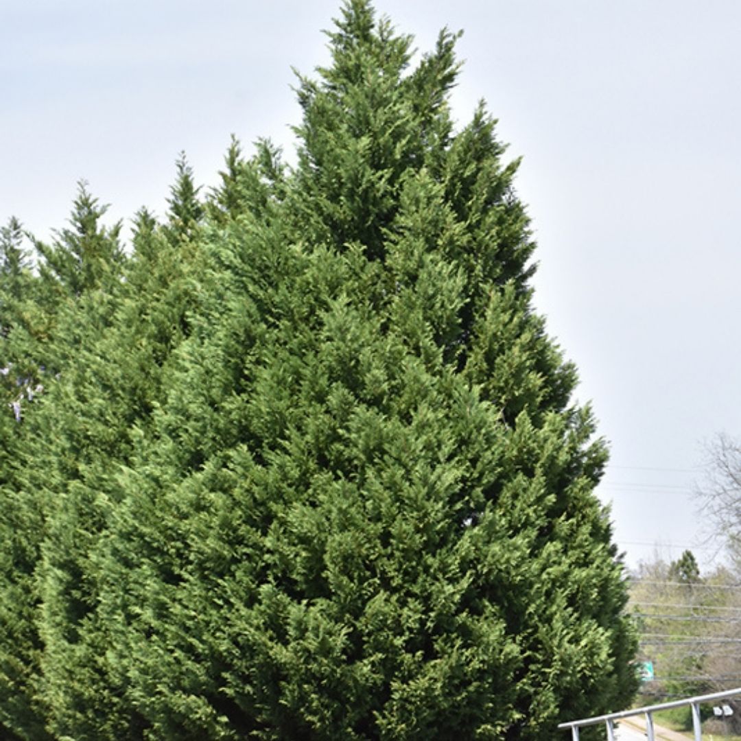 Cupressocyparis leylandii (Leyland Cypress)