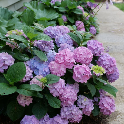 Hydrangea mac. Sky View® (PW)