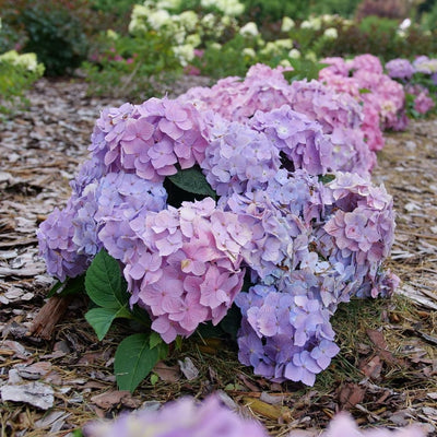 Hydrangea mac. Sky View® (PW)