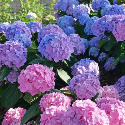 Hydrangea mac. Sky View® (PW)