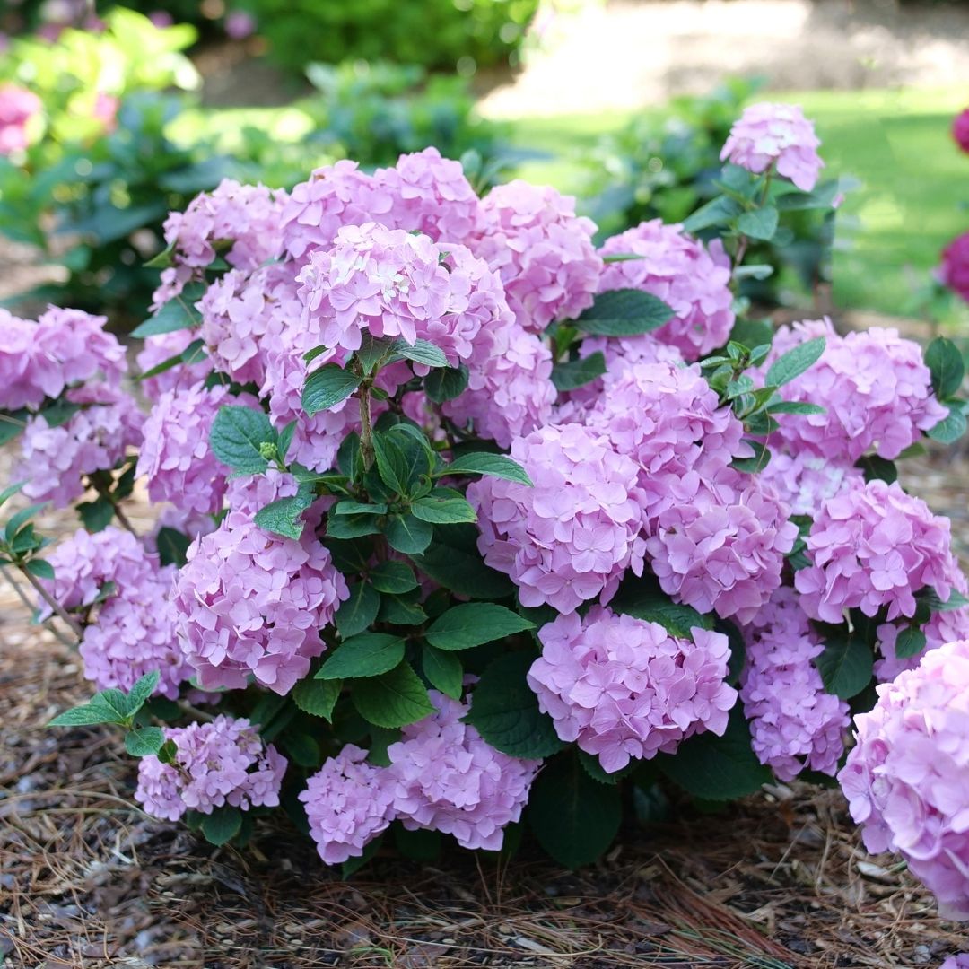 Hydrangea mac. Sky View® (PW)