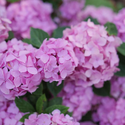 Hydrangea mac. Sky View® (PW)