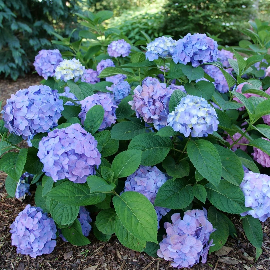 Hydrangea mac. Sky View® (PW)