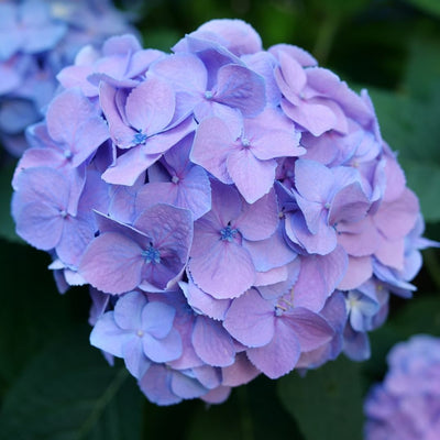 Hydrangea mac. Sky View® (PW)