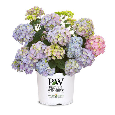 Hydrangea mac. Sky View® (PW)