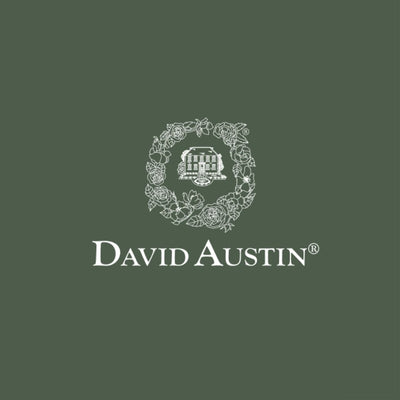 Rosa Claire Austin™ by David Austin