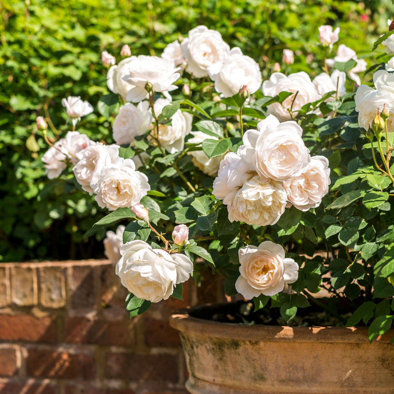 Rosa Desdemona™ by David Austin