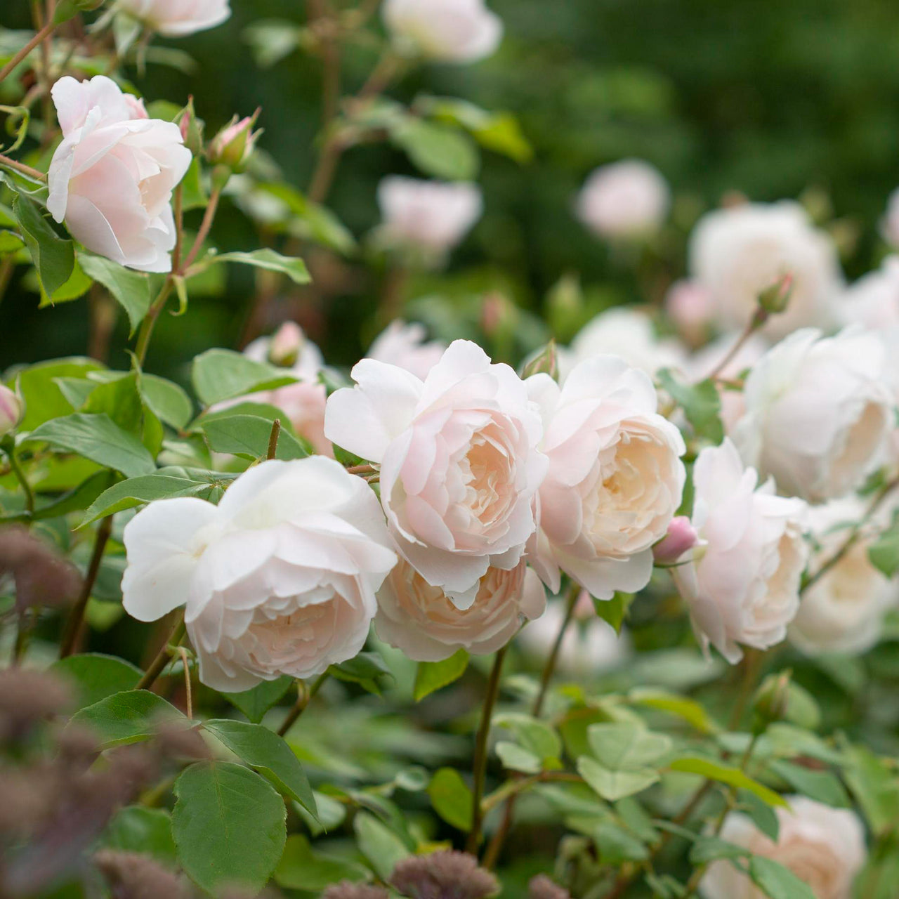 Rosa Desdemona™ by David Austin