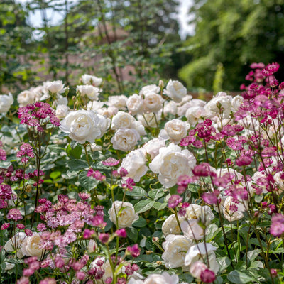 Rosa Desdemona™ by David Austin