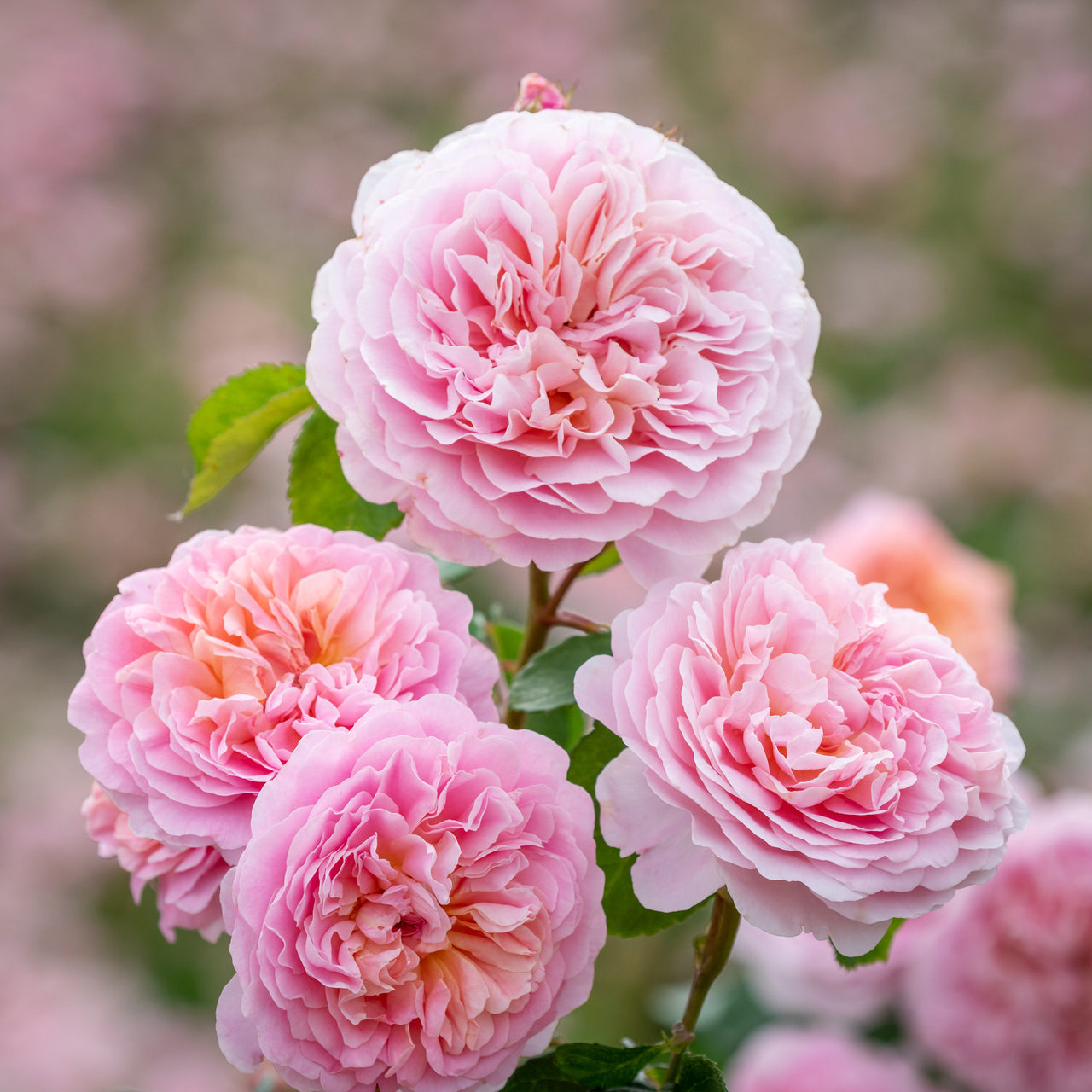 Rosa 'Eustacia Vye' by David Austin