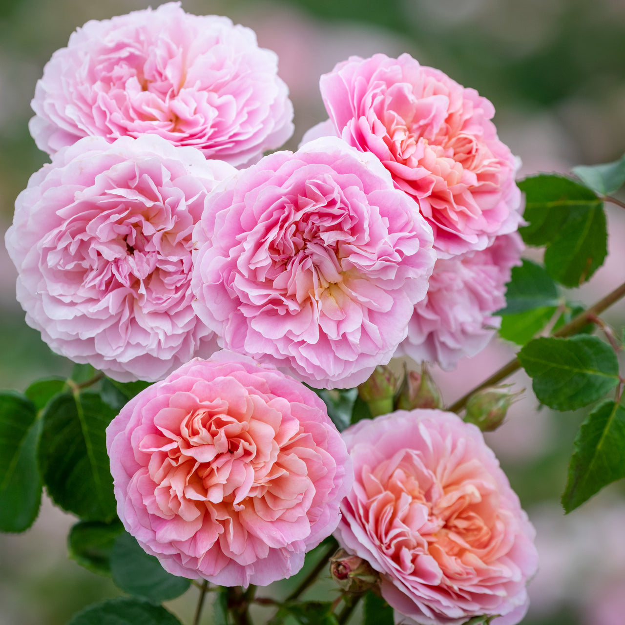 Rosa 'Eustacia Vye' by David Austin