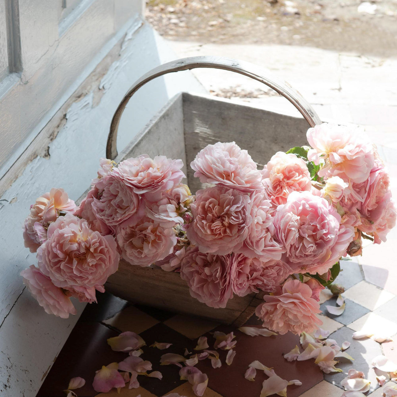 Rosa 'Eustacia Vye' by David Austin