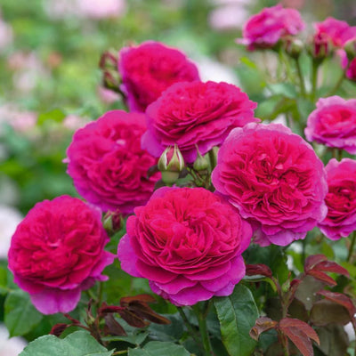 Rosa 'Gabriel Oak' by David Austin