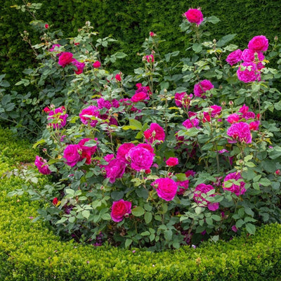 Rosa 'Gabriel Oak' by David Austin