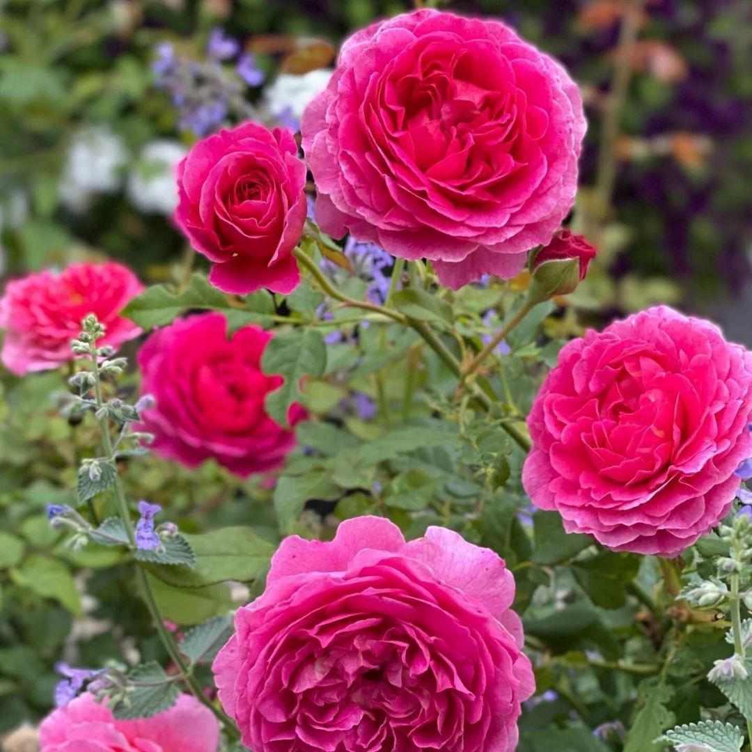 Rosa 'Gabriel Oak' by David Austin