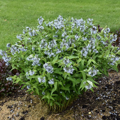 Amsonia tabernaemontana var. salicifolia (Willow Leaf Blue Star) *TB*