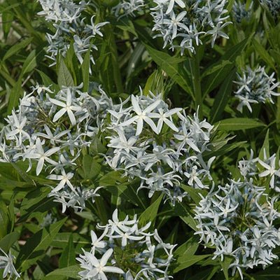 Amsonia tabernaemontana var. salicifolia (Willow Leaf Blue Star) *TB*