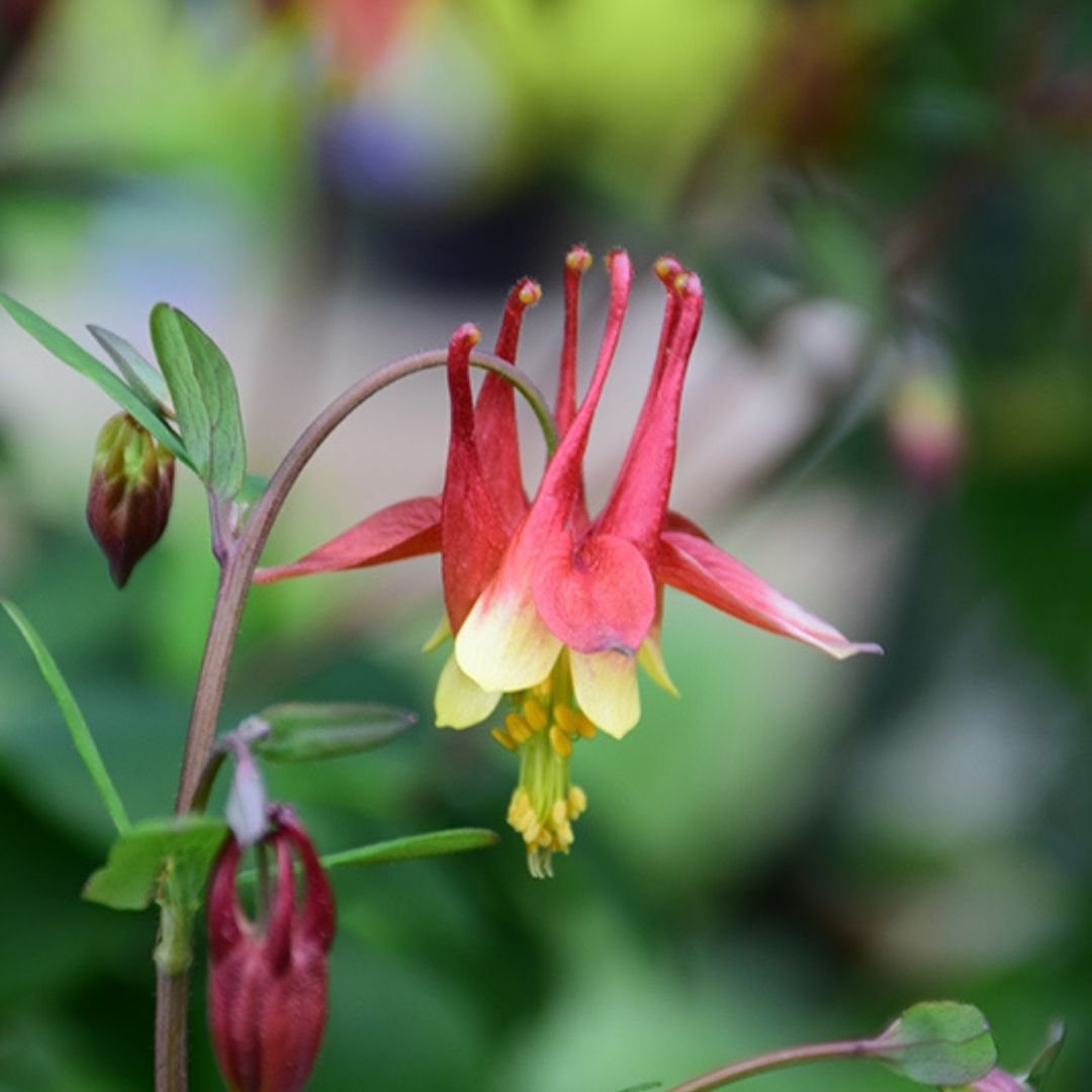 Aquilegia canadensis (Eastern Red Columbine) *TB*