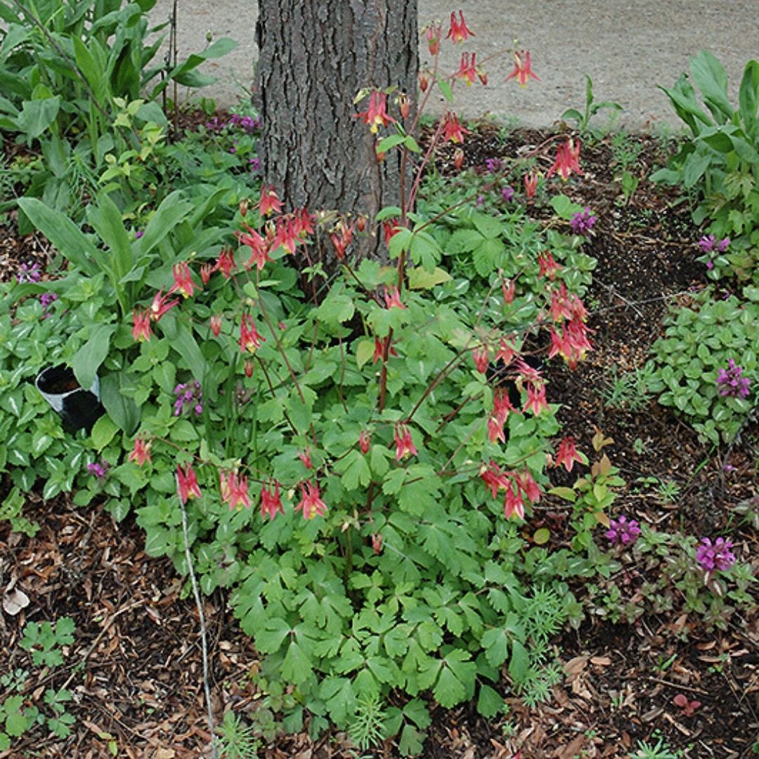 Aquilegia canadensis (Eastern Red Columbine) *TB*