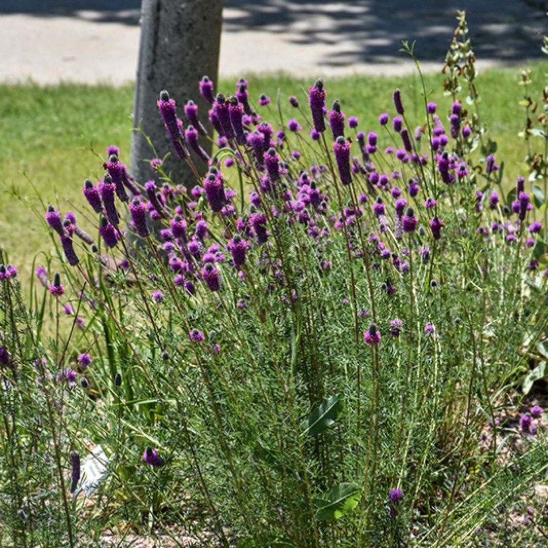 Dalea purpurea (Purple Prairie Clover)