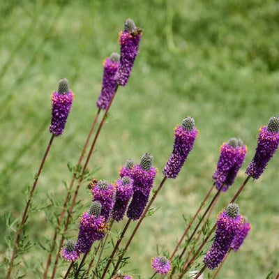 Dalea purpurea (Purple Prairie Clover)